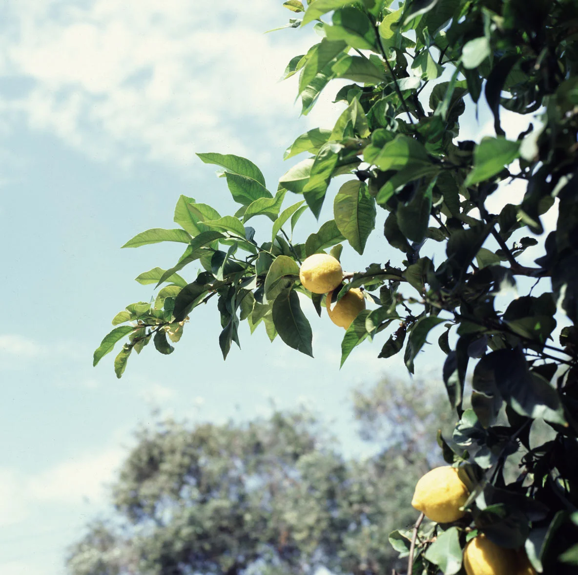Lemons, Pazos, Greece.