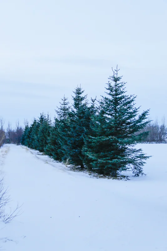 Green amongst the white