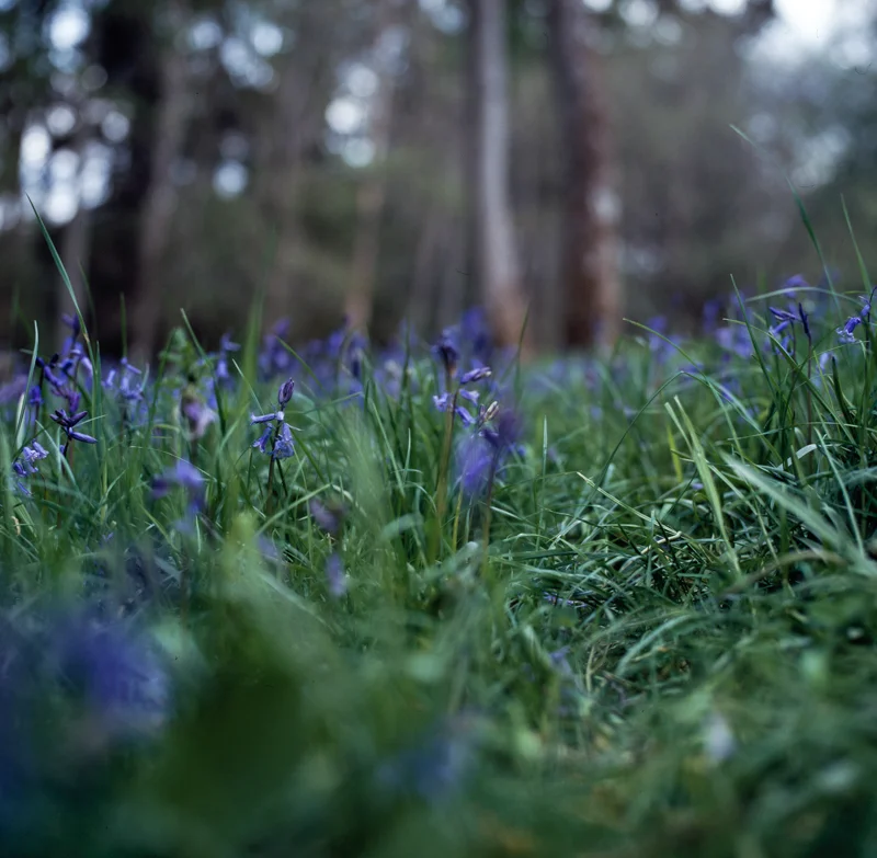 Cotswold Blues