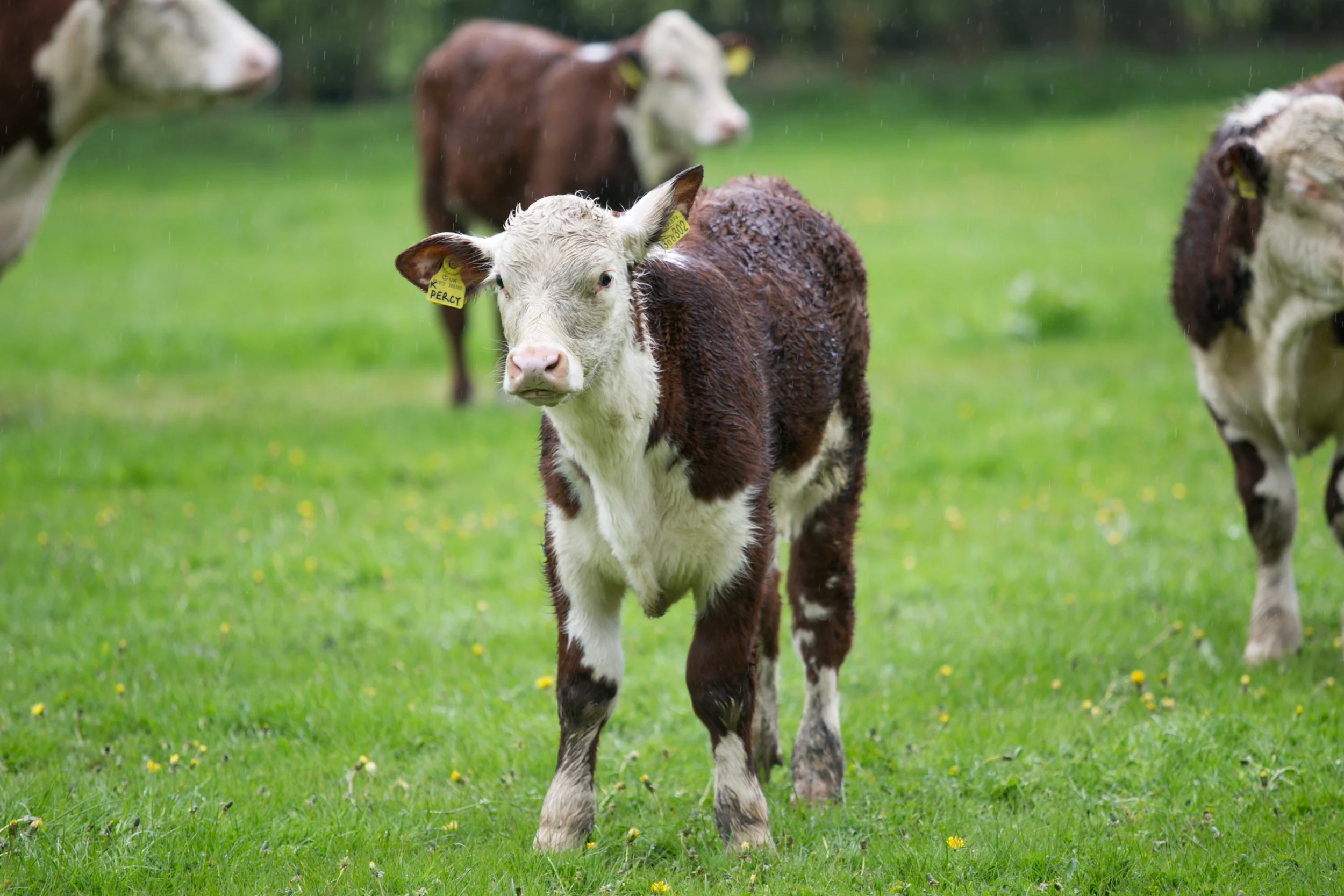 SFT_Future of UK Farming_Chloe Edwards-4635.jpg