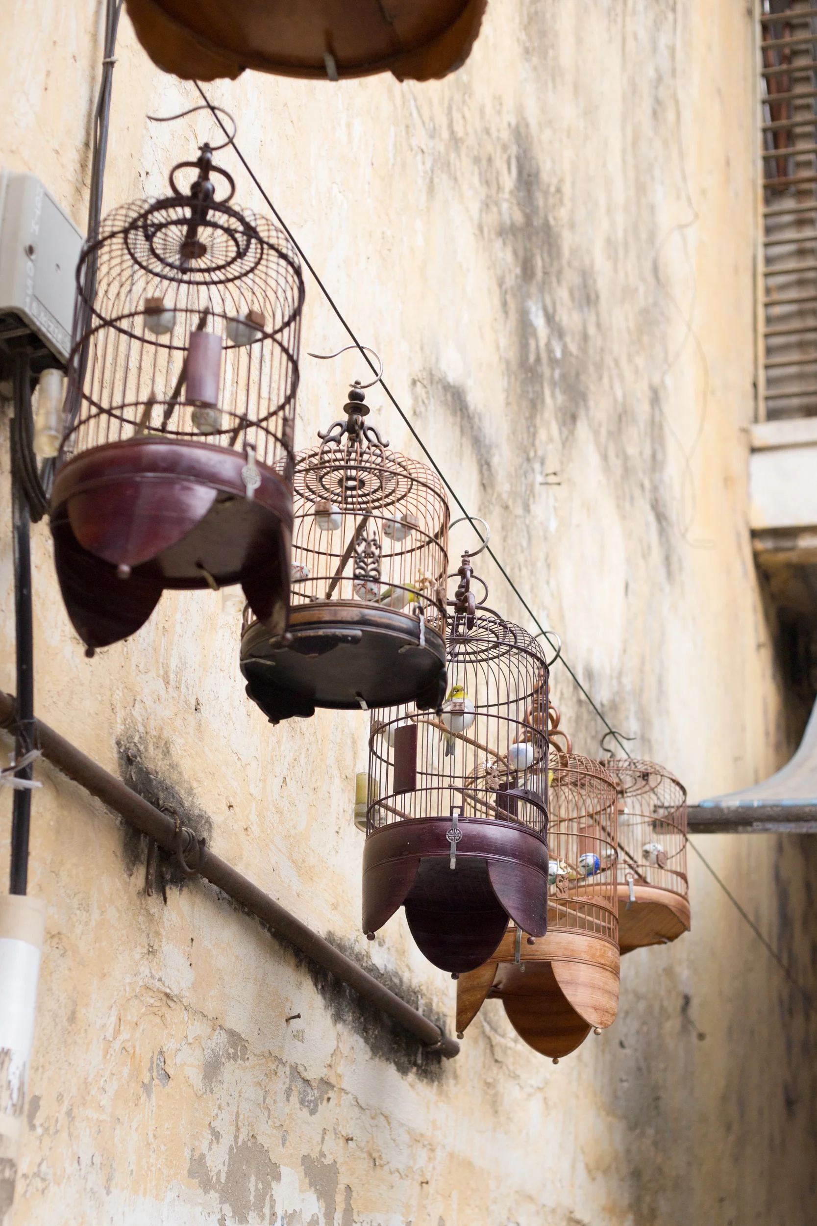 Hanoi caged birds_ Chloe Edwards Photography-4.jpg