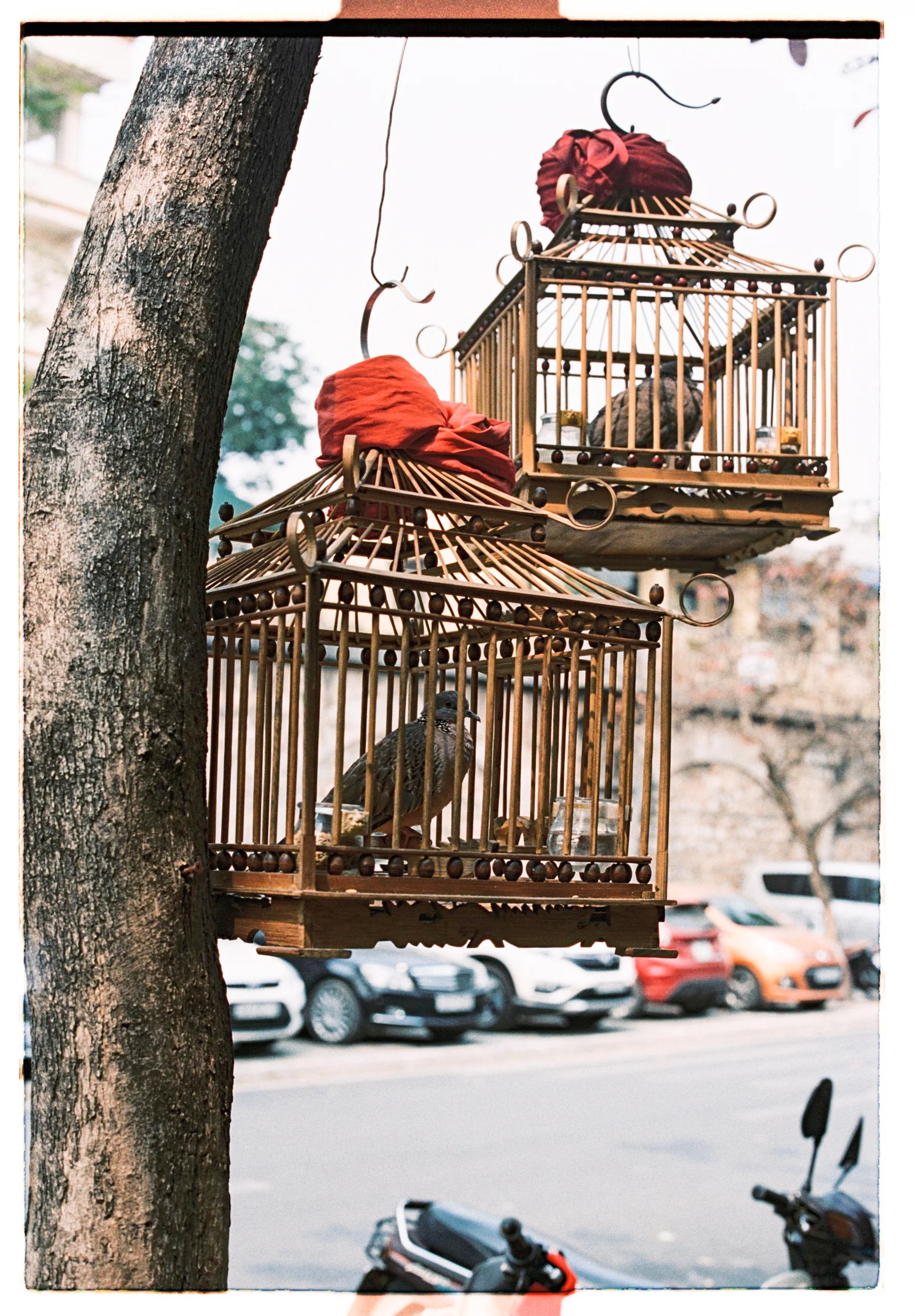 Hanoi caged birds_ Chloe Edwards Photography-6.jpg