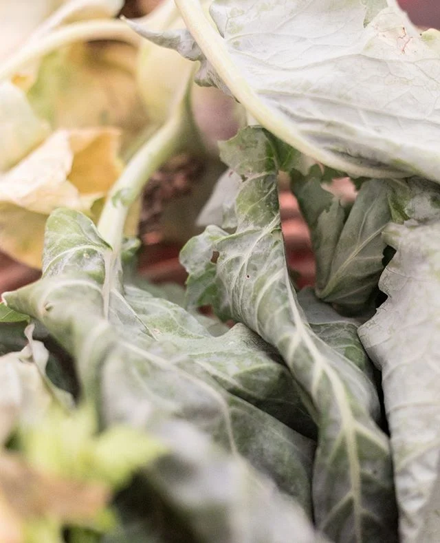 Full frame leafy goodness. A close up of some beautiful greens from @josh_eggleton chef demo @valleyfest

#chloeandcamera #foodphotography  #valleyfest #chefdemo #summersalad  #foodstylists #canon5dmark1v #macro #sheshoots #slowfood #instagood #brist