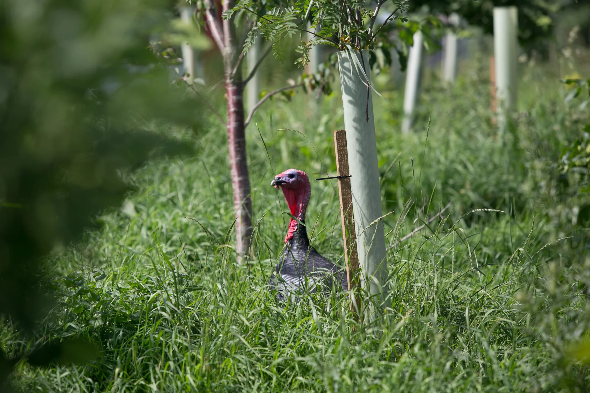 Sustainable Food Trust 2019 _Farming and climate change by Chloe Edwards Photography-5777.jpg
