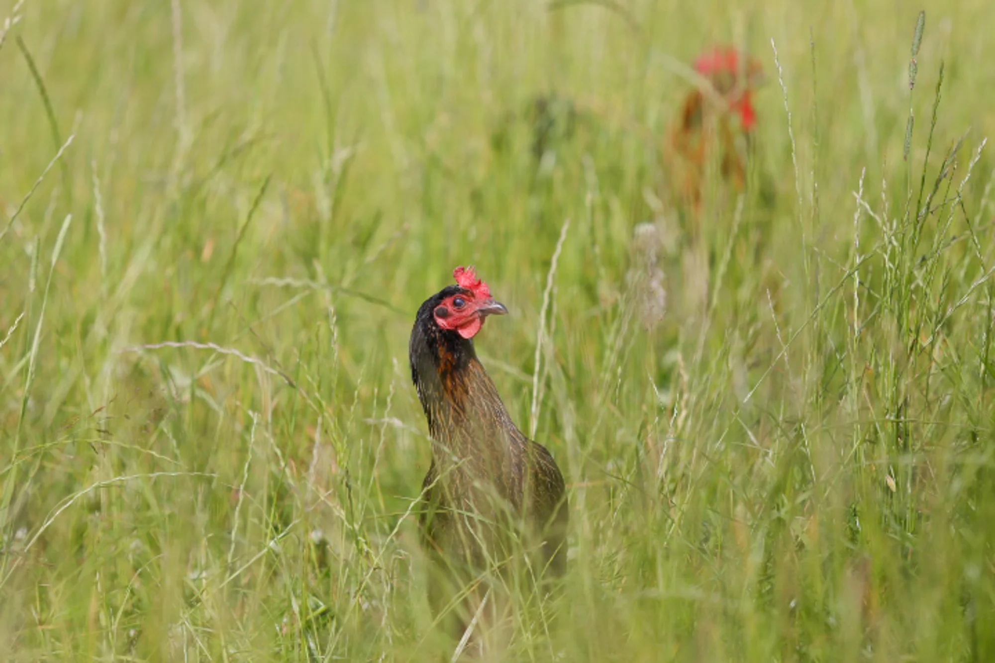 Sustainable Food Trust 2019 _Farming and climate change by Chloe Edwards Photography-5872.jpg