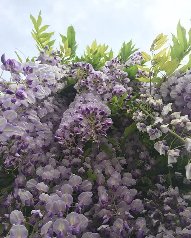 Because the day is slow and balmy and the Wysteria is in the fullest of blooms.