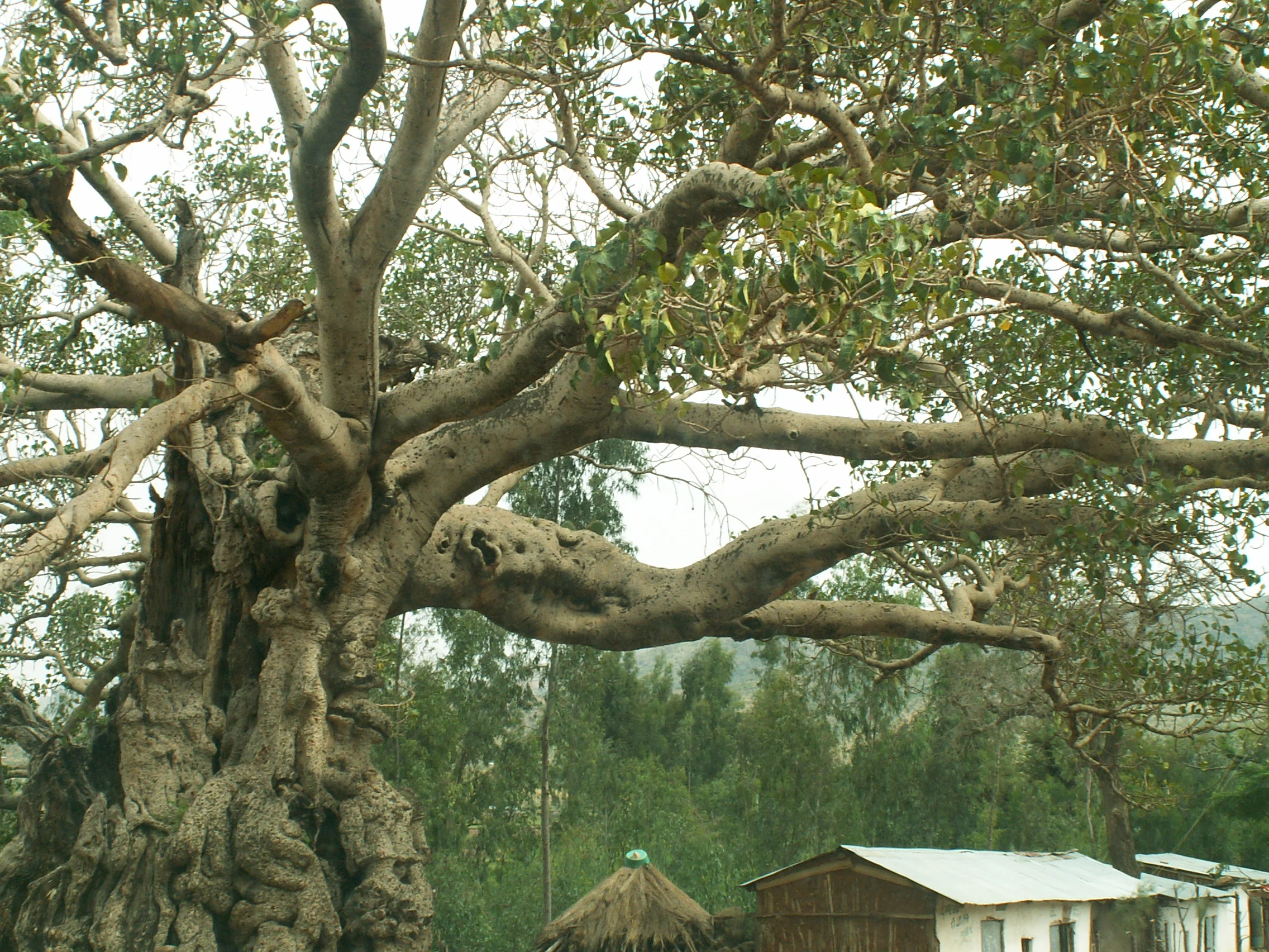 Ancient tree.jpg