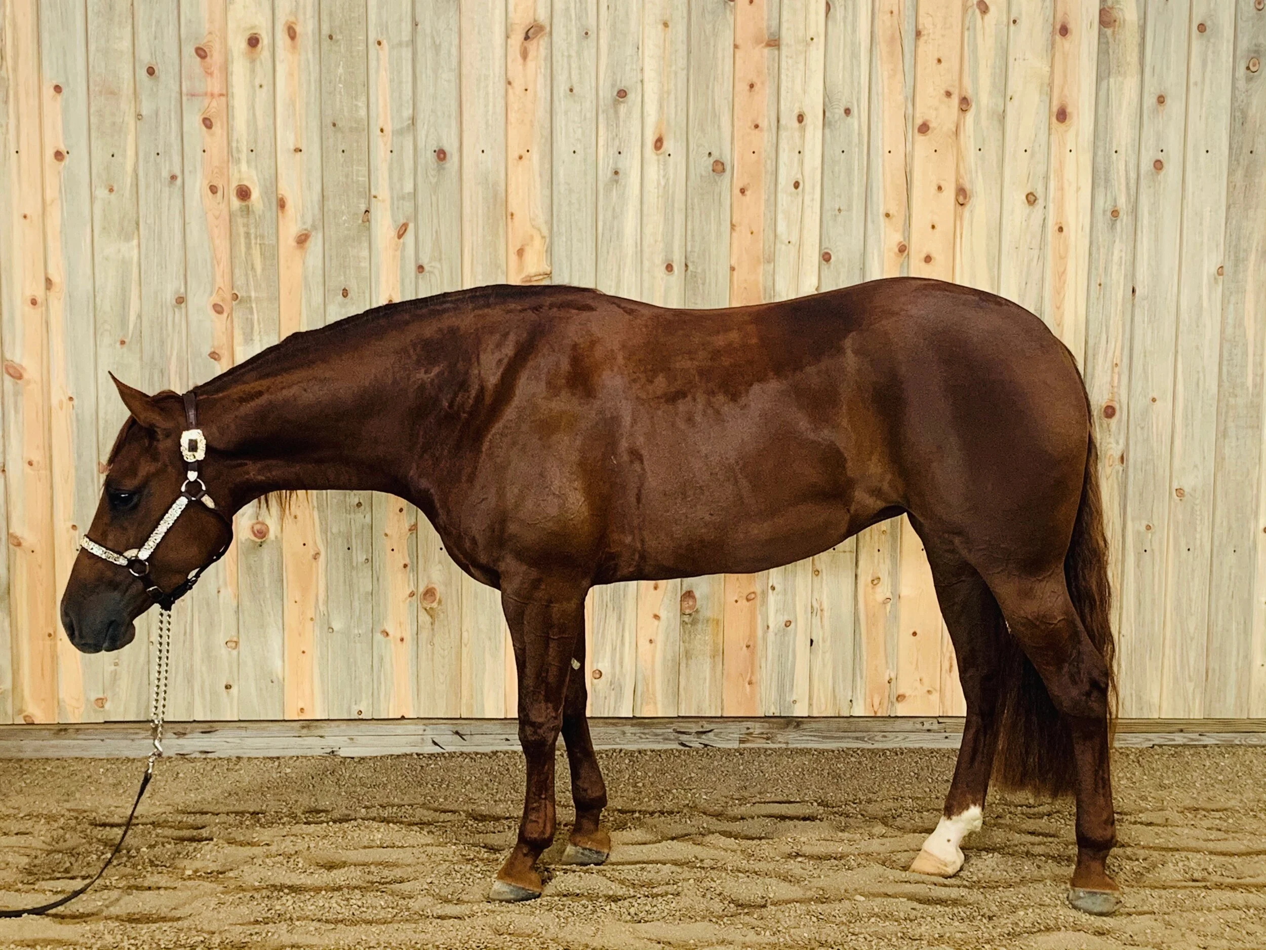 Country Dreamer - SOLD