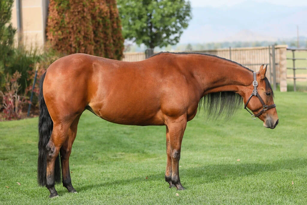 Whizin Berry (2).jpg