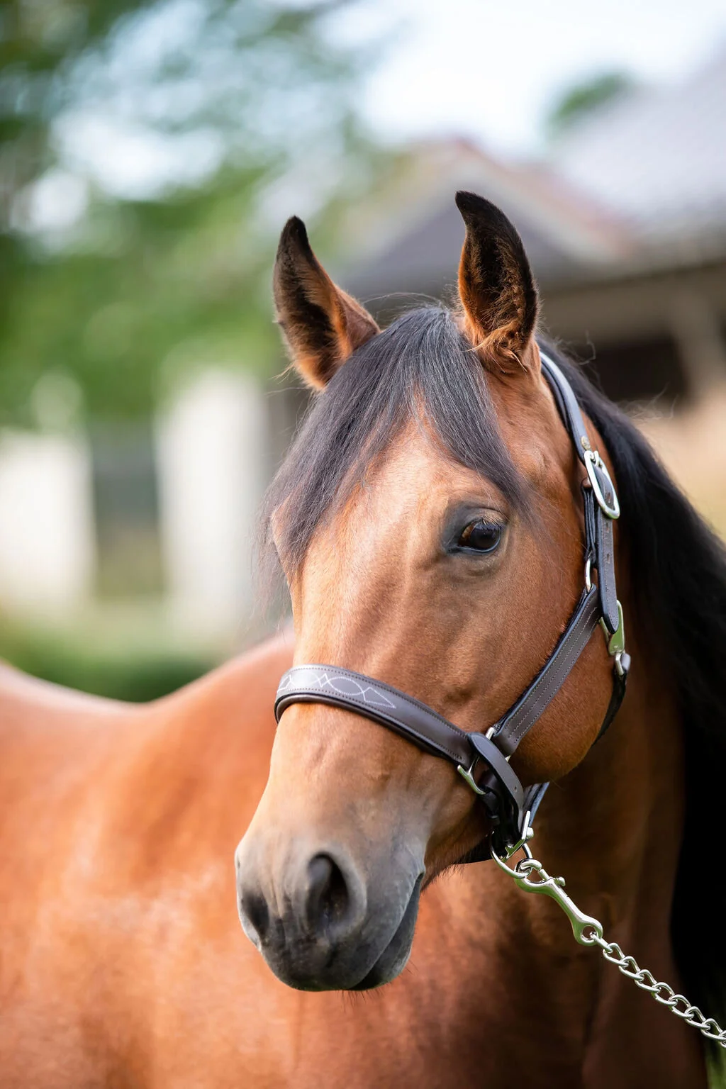 Whizin Berry (3).jpg