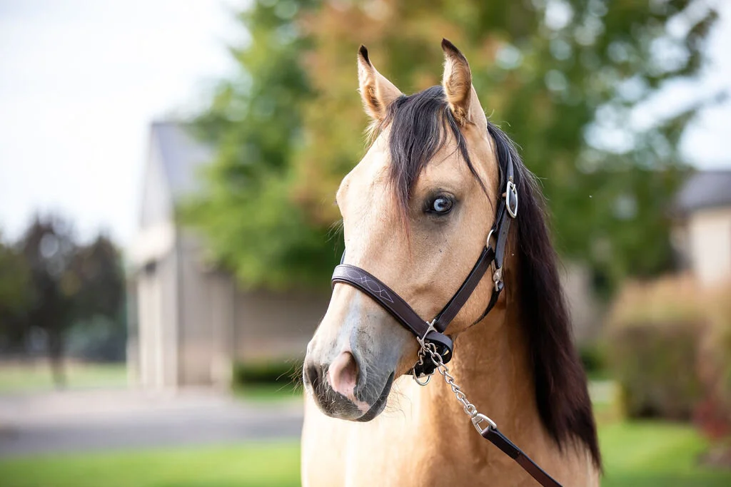 Guns N Berries (3).jpg