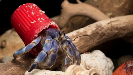 hermit crab uses plastic for shell