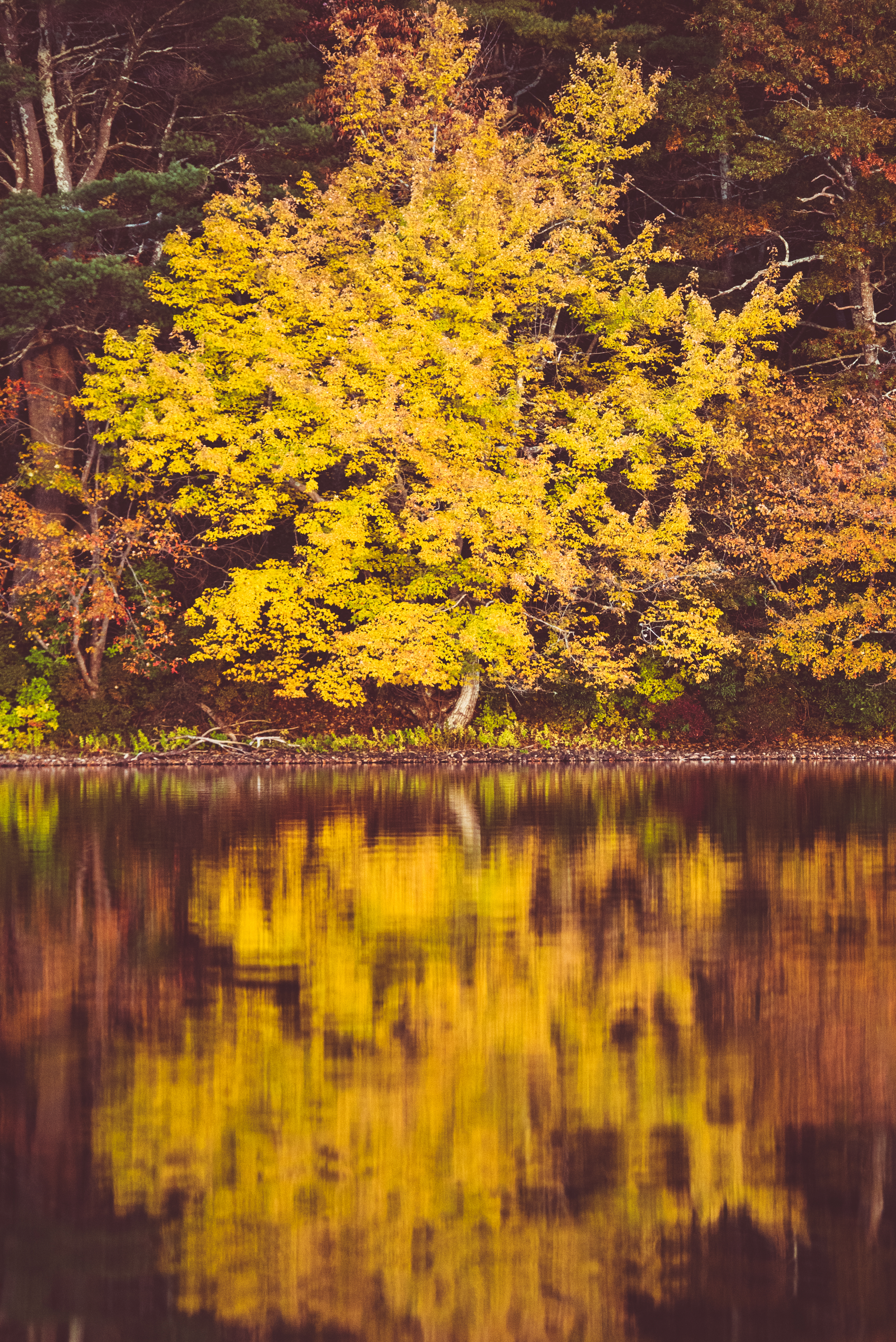 Yellow Fall Foliage