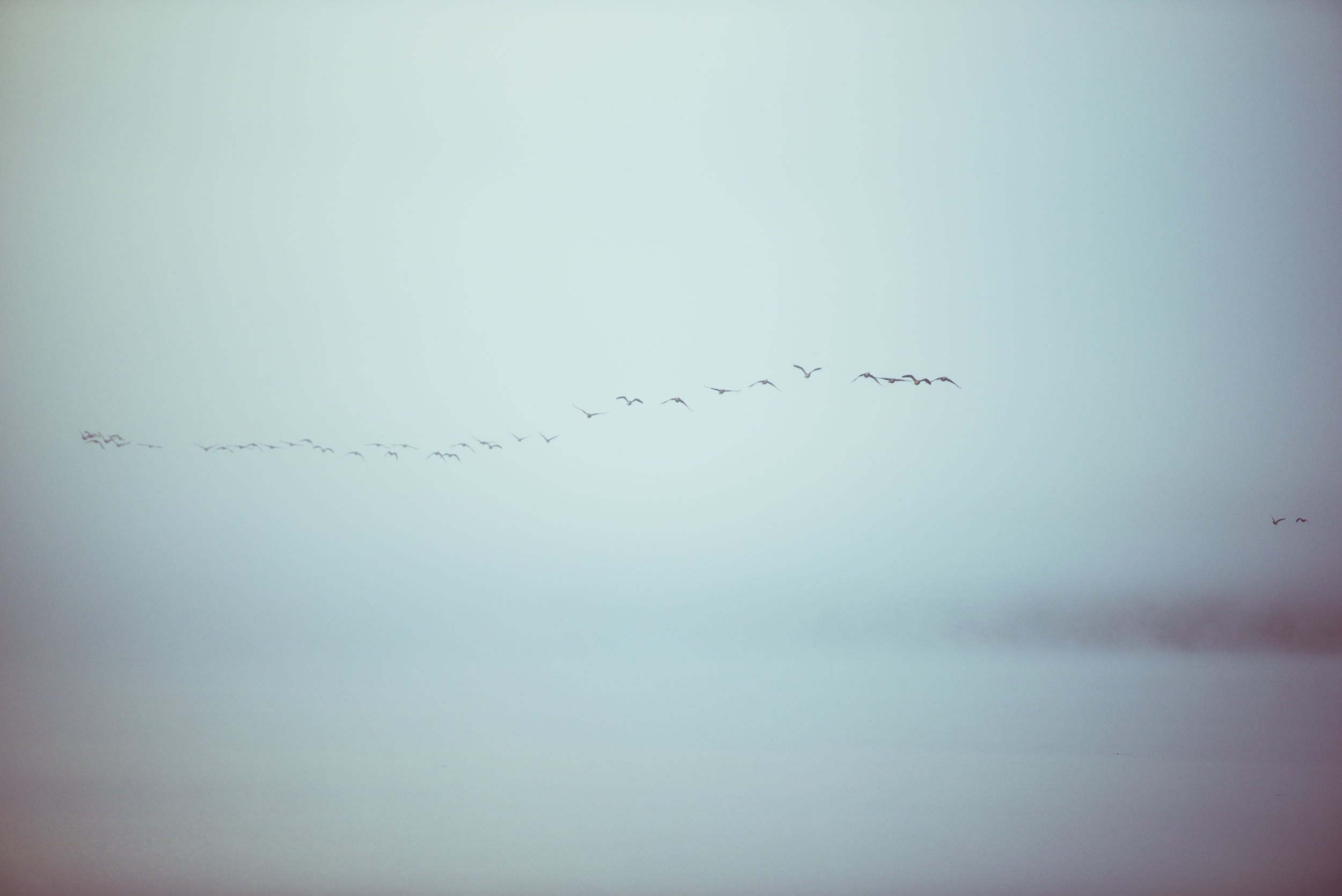 Geese Flying Out of The Fog