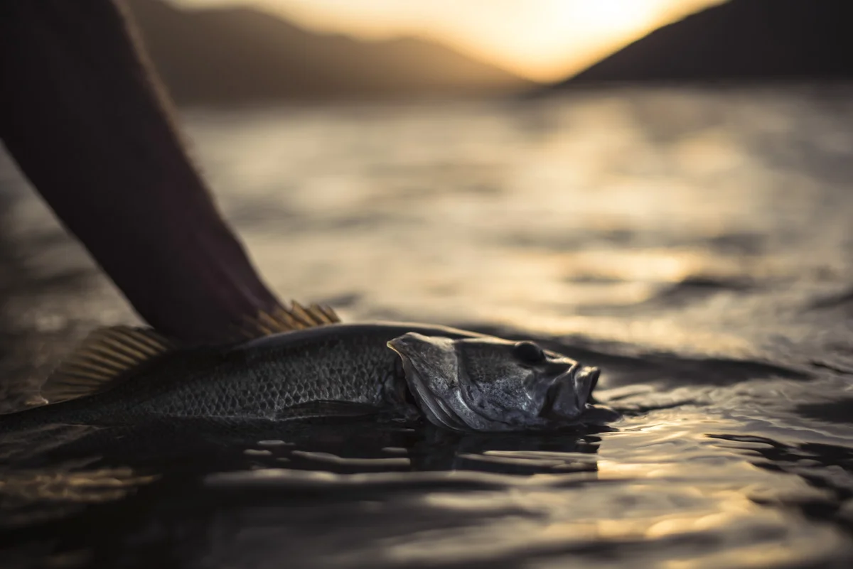 New School Bass El Cap43.jpg