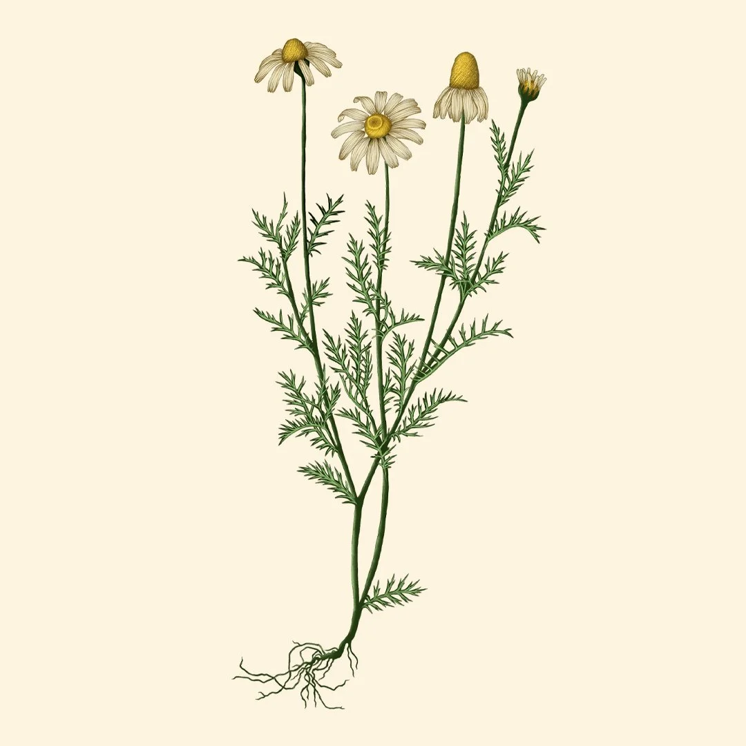 chamomile square.jpg