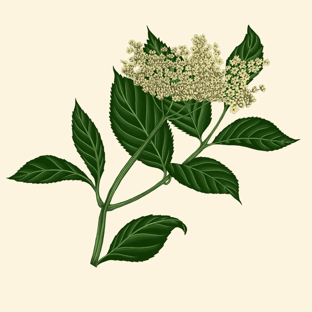 elderflower.jpg