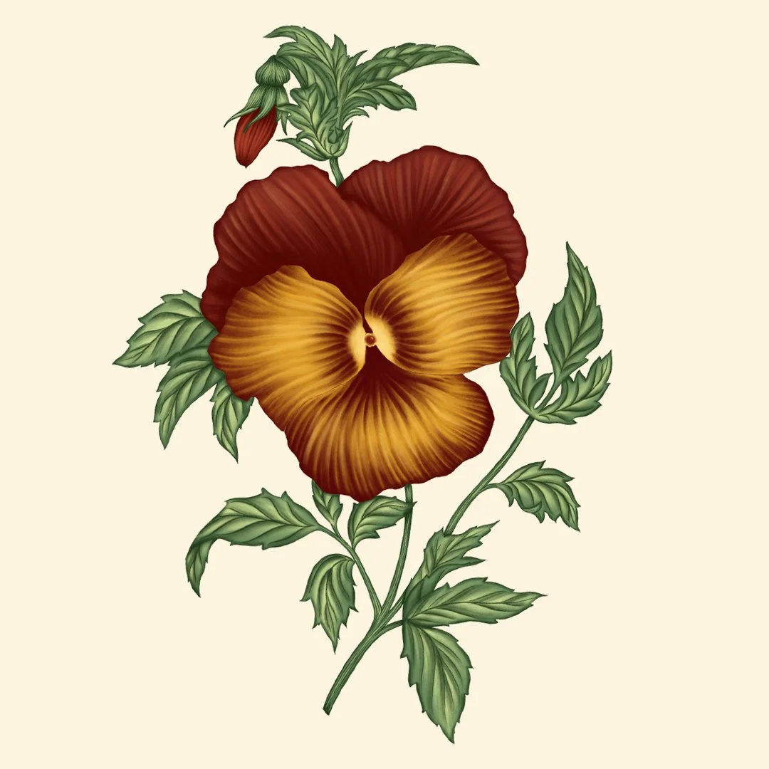 pansy square.jpg