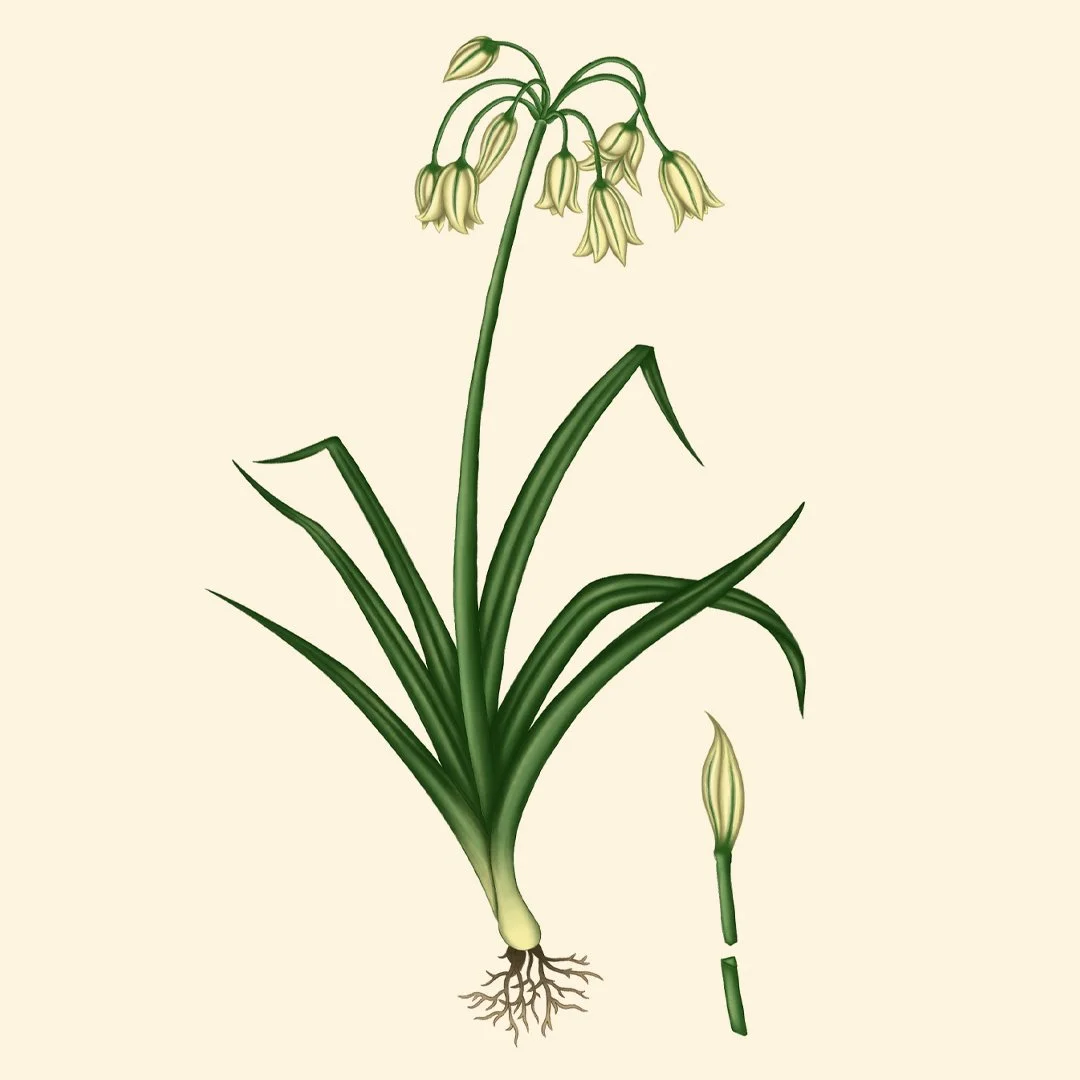three corned leek square.jpg