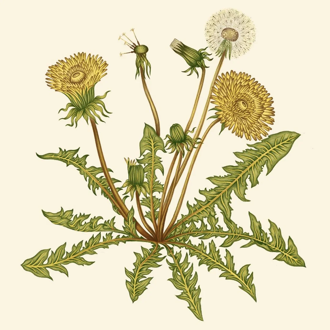 dandilion ig.jpg
