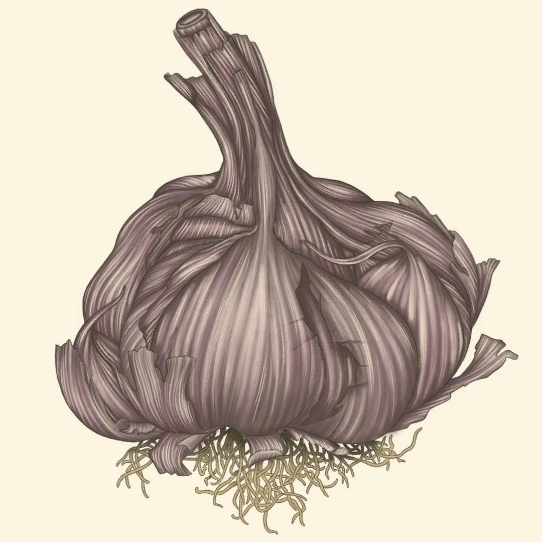 garlic ig.jpg