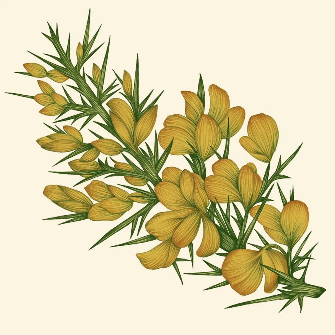 gorse ig.jpg