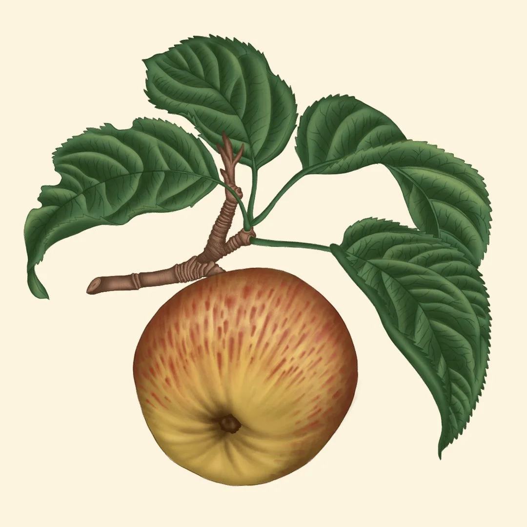 square apple.jpg