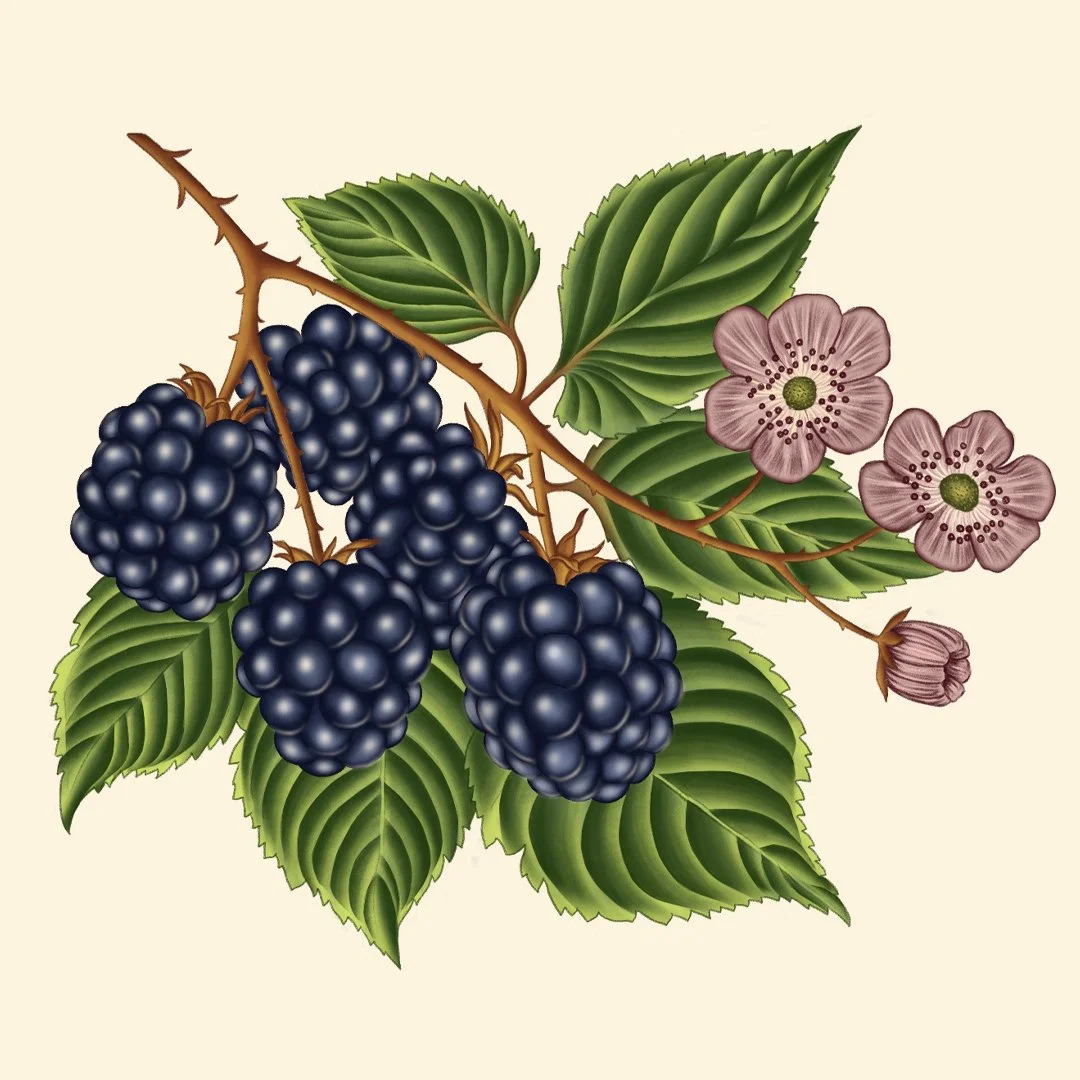 square blackberry.jpg
