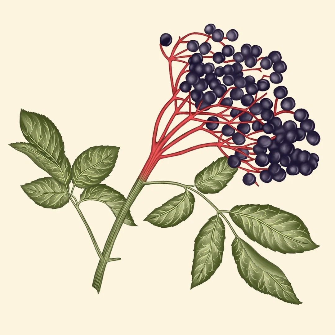 square elderberry.jpg