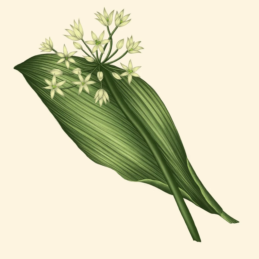 square garlic leaf.jpg
