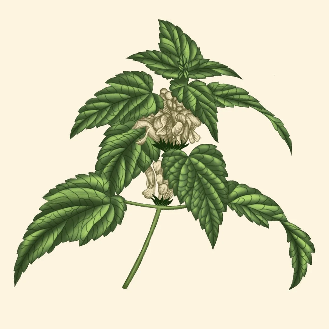 square leaf2 .jpg