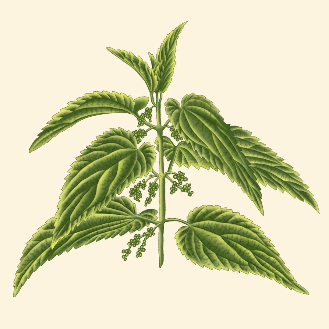 square nettle .jpg