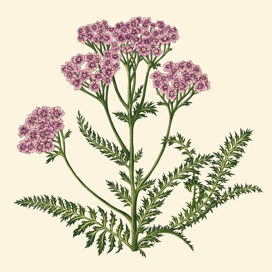 square yarrow .jpg
