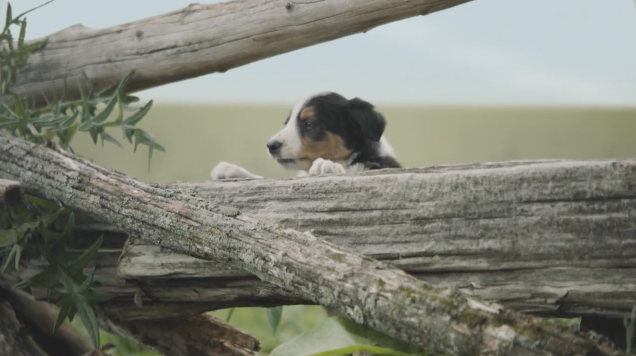  2017 Subaru Forester: Slowpoke Spot  