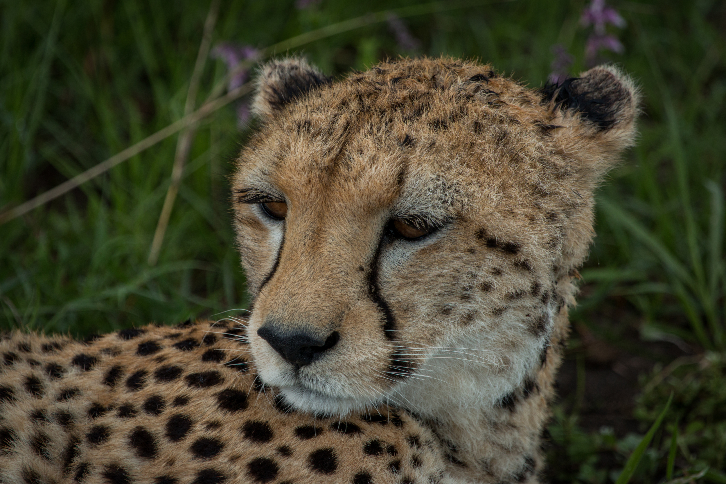 file_5472x3648_000101.jpg