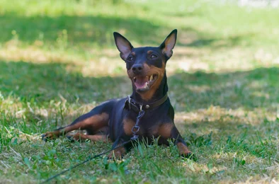 Nemi enjoying the sun