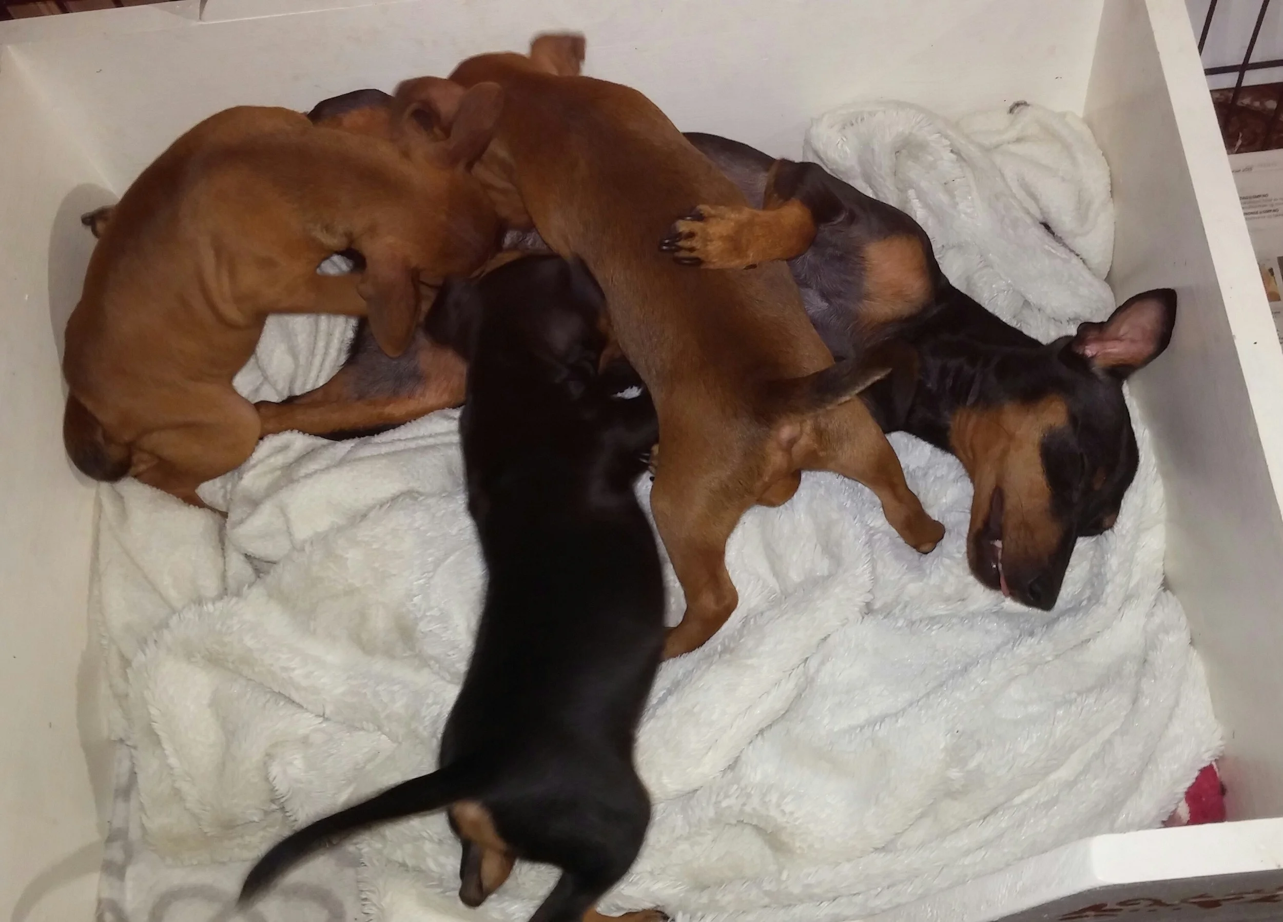 Puppylove