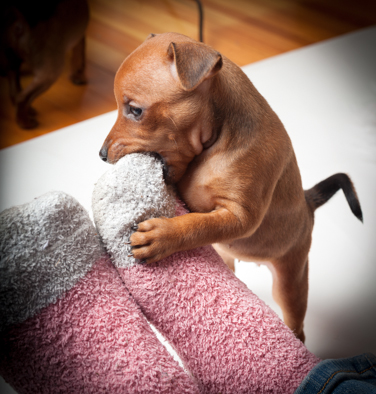 Addictive Diva eating feet