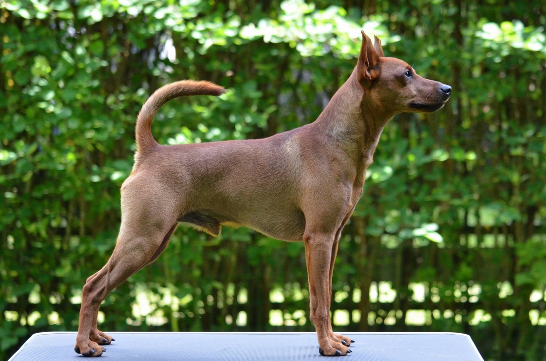 Picture borrowed from Kennel Norwinstars