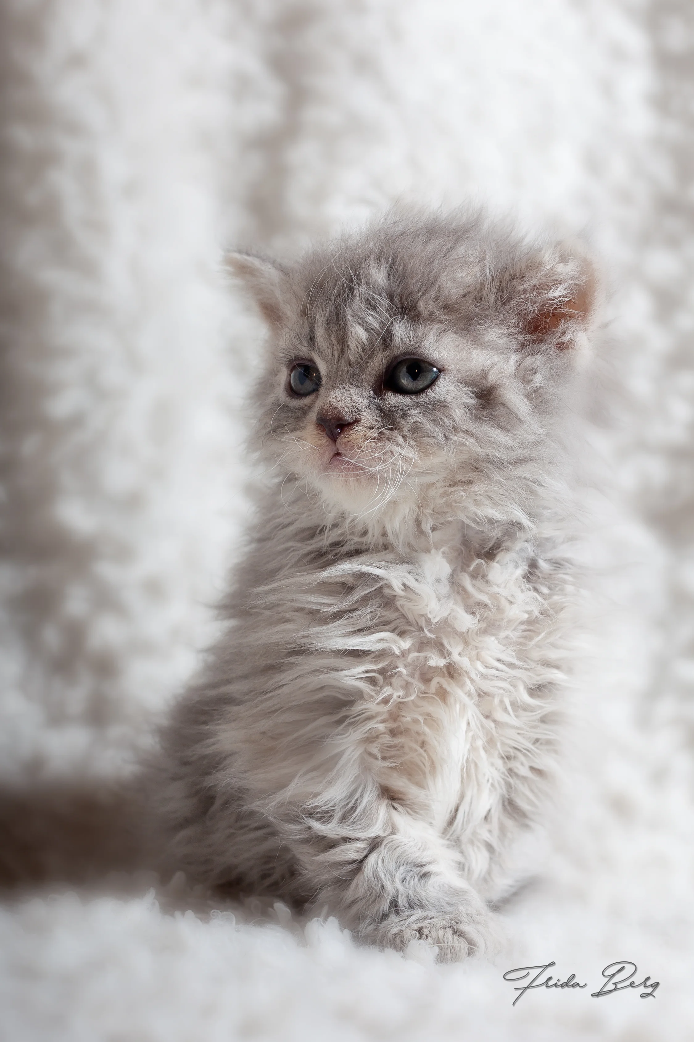 NO*CHIBINICHI CINDERELLA, HETEROZYGOUS BLUE TORBIE