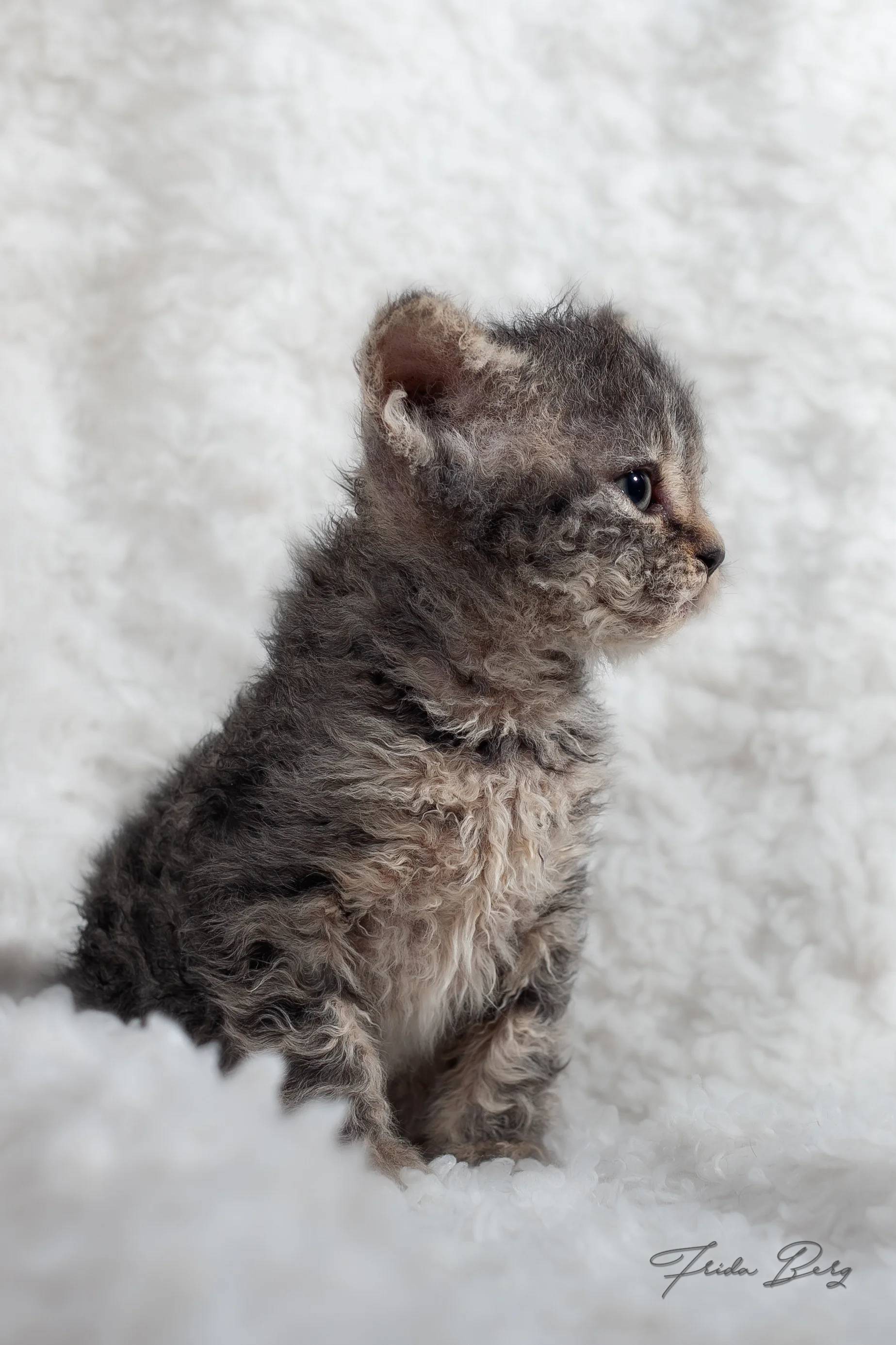 NO*CHIBINICHI CRUELLA DE VIL, HOMOZYGOUS BROWN TABBY