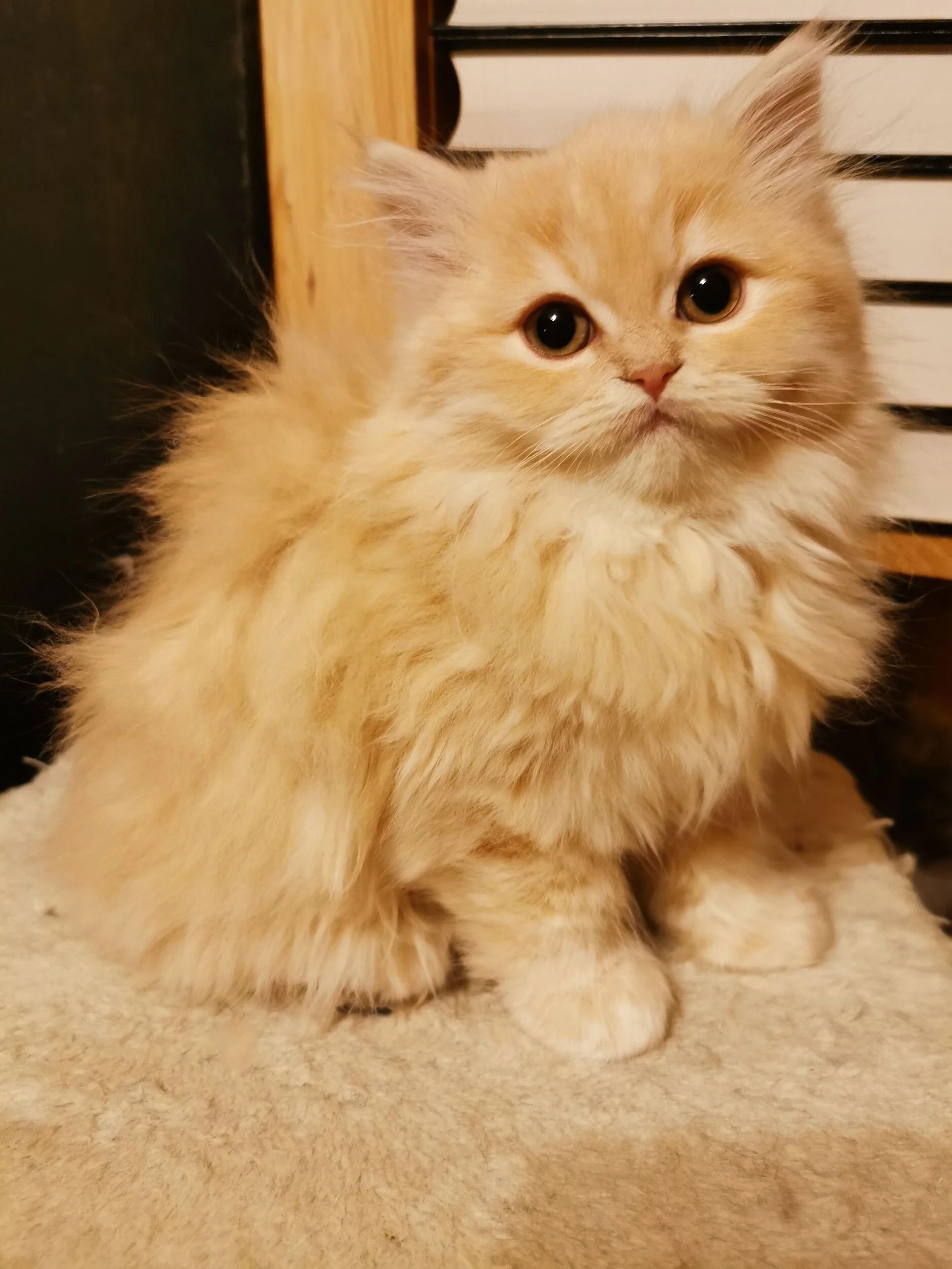 Previous Litters The World Of Chibinichi Previous Litters The World Of Chibinichi