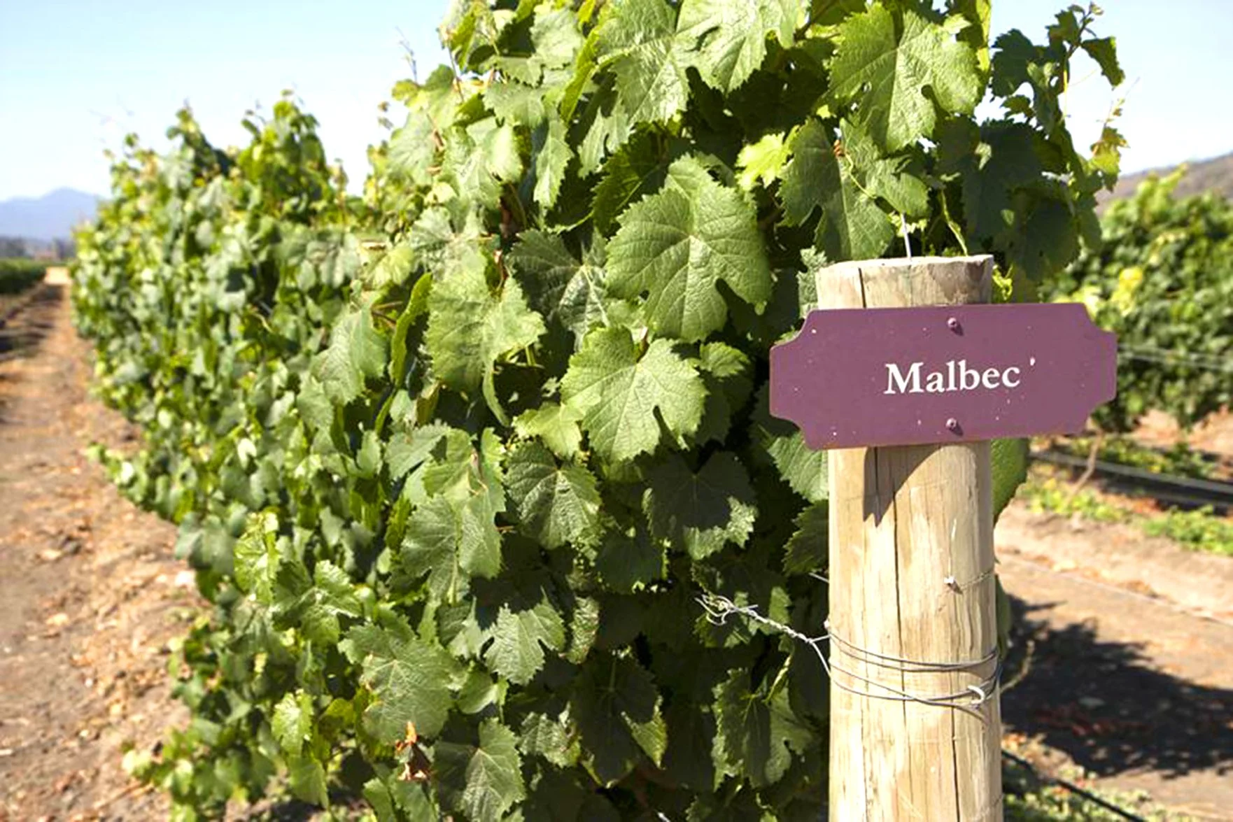 1/4 kl 19 Vinprovning Malbec – från medeltidens Cahors till Andernas höjder