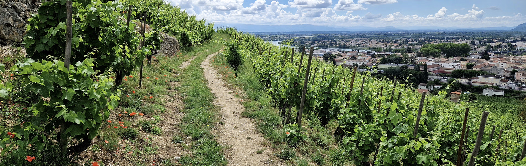 26/8 kl 19 Vitvinsprovning – Rhônes vita skatter