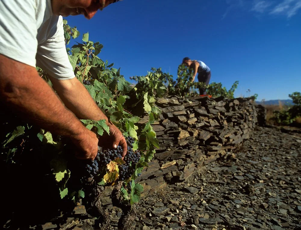 priorat-soils.jpeg