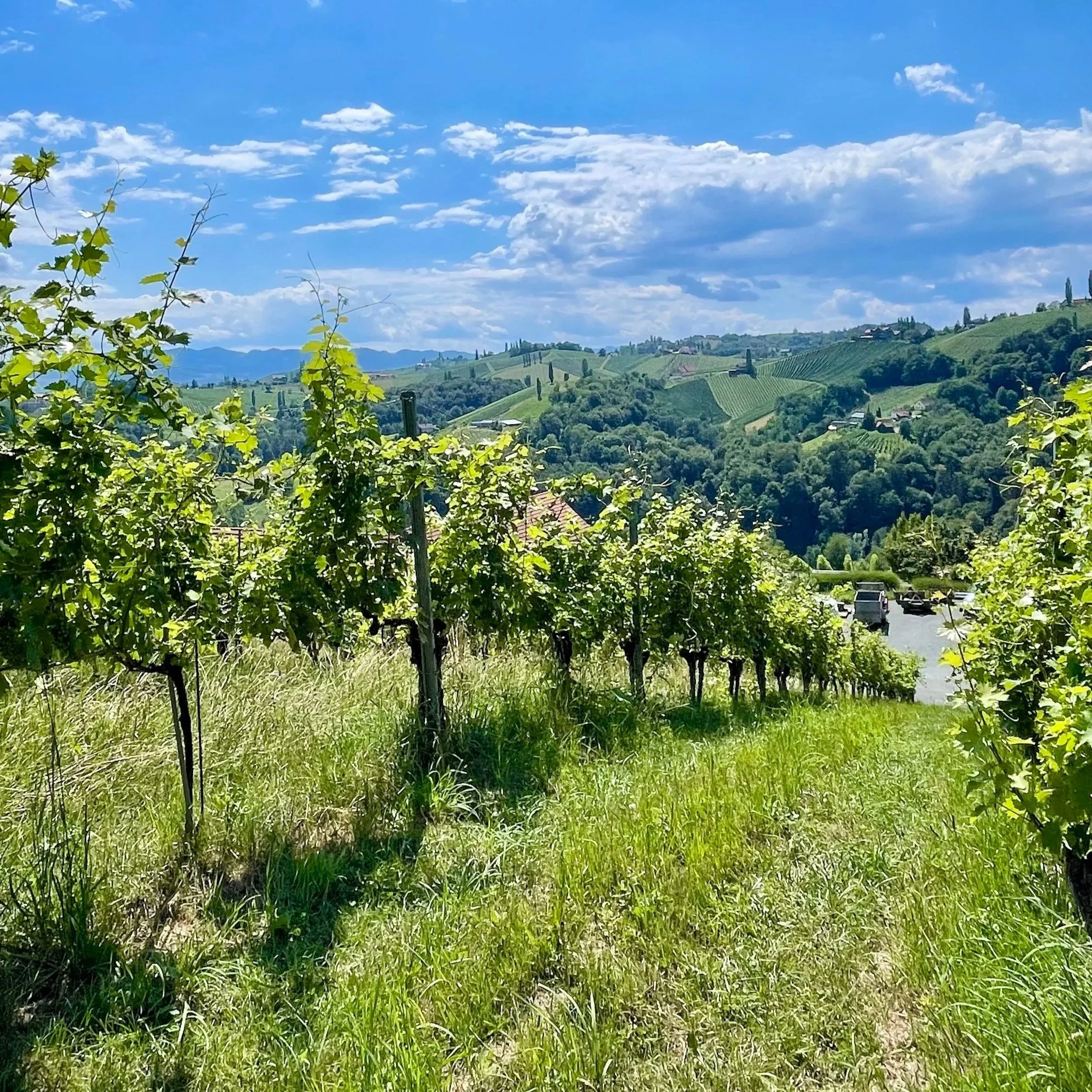 5/2 kl 19 Vinprovning Österrikes vita – klimat, terroir & trender