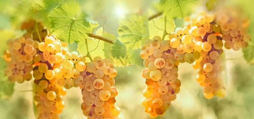 Riesling Grapes - 452161258.jpg