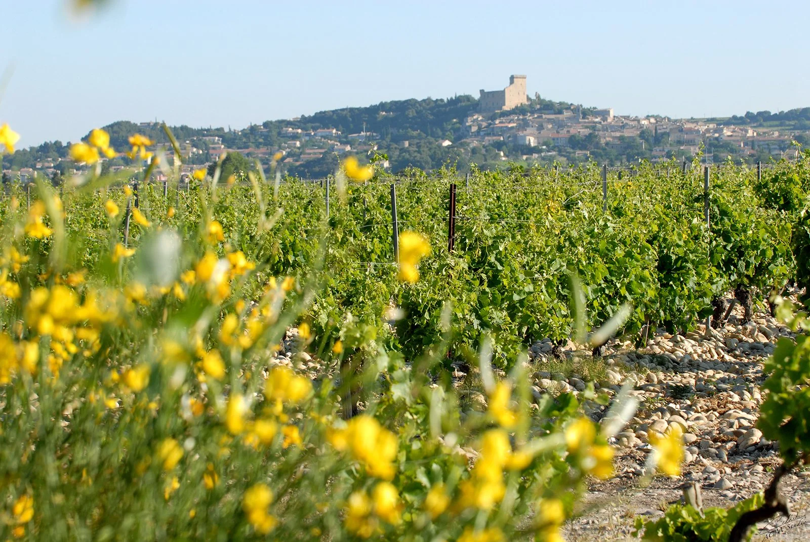 25/11 kl 18.30 Vertikalprovning – Châteauneuf-du-Pape med Florence Quiot