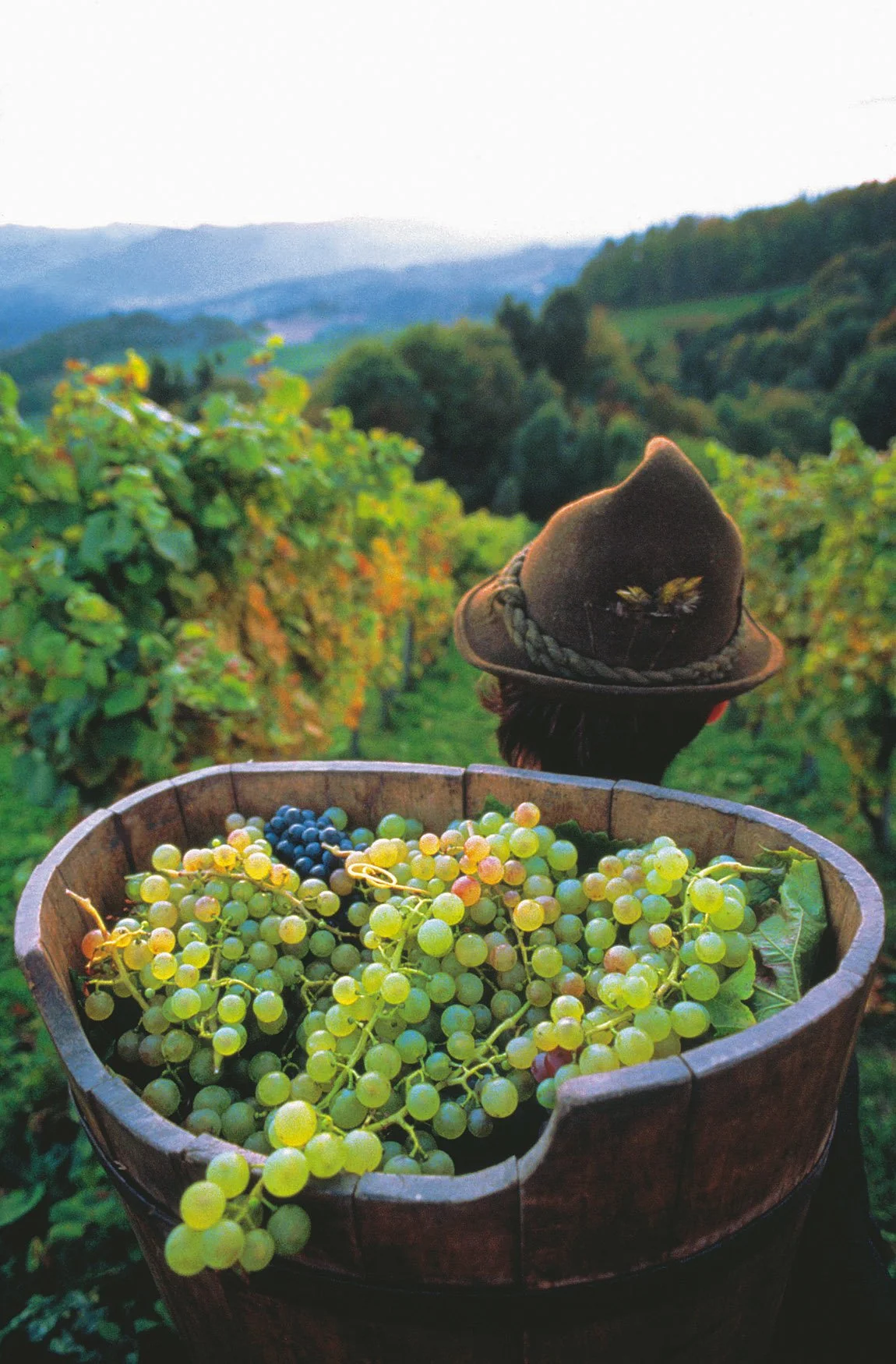 00000011952-weinlese-in-der-suedsteiermark-oesterreich-werbung-Wiesenhofer.jpg