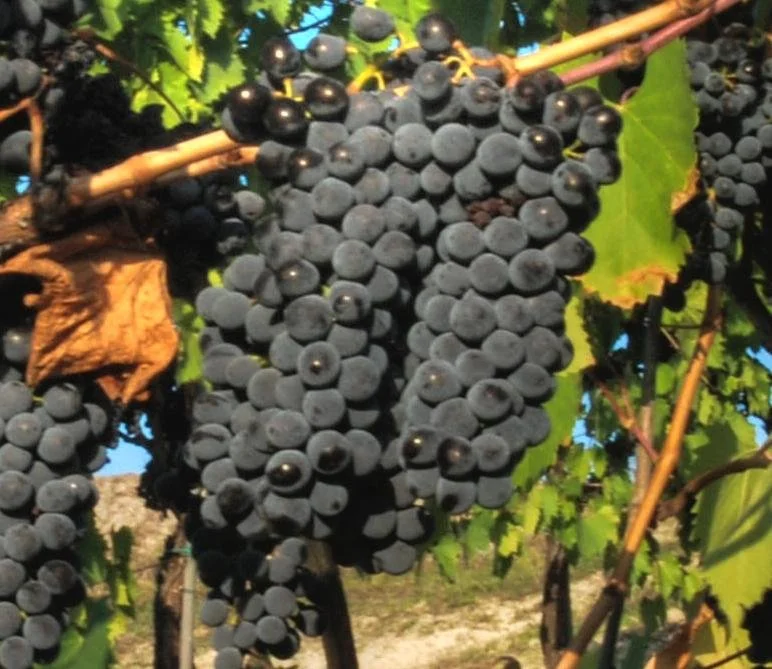 Sangiovese_close_up_crop.jpeg